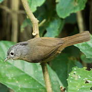 Grey-cheeked Fulvetta