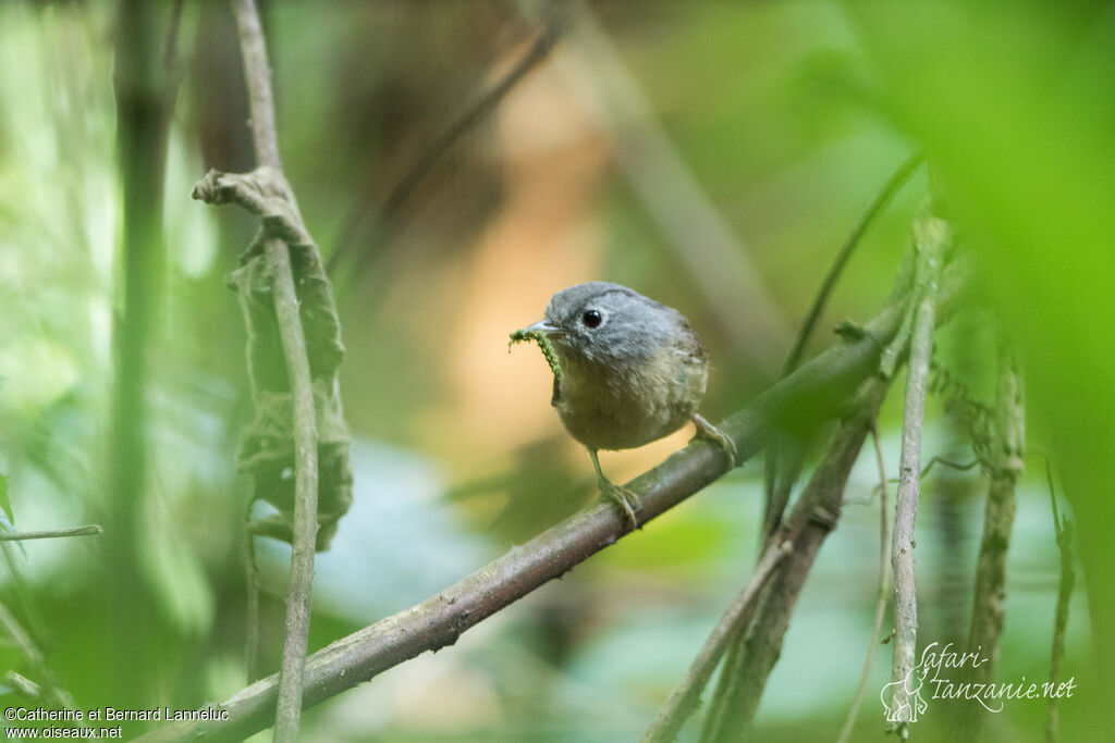 Grey-cheeked Fulvettaadult, feeding habits, Reproduction-nesting