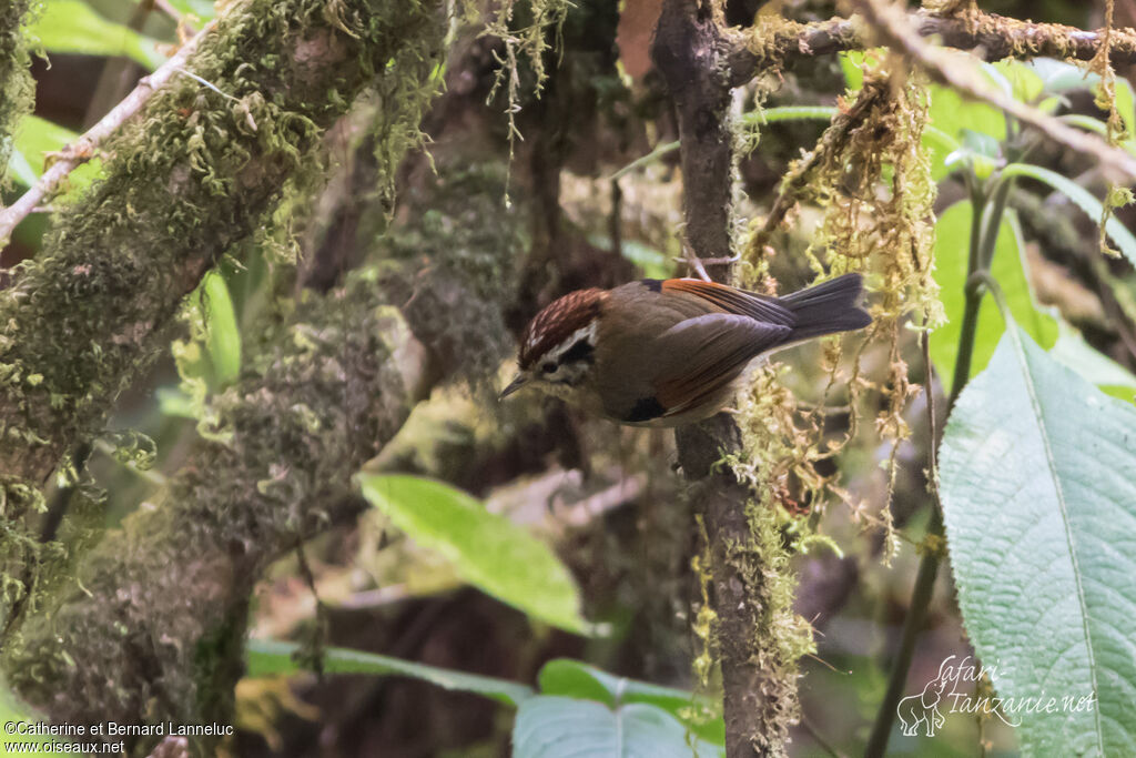 Rufous-winged Fulvettaadult, identification