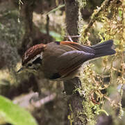 Rufous-winged Fulvetta