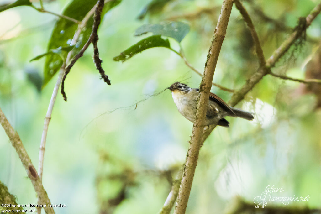 Rufous-winged Fulvettaadult, Reproduction-nesting