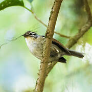 Rufous-winged Fulvetta