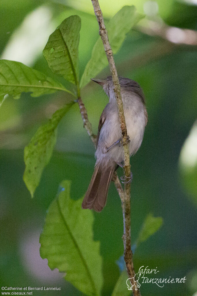 Brown Fulvetta