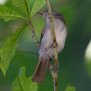 Brown Fulvetta