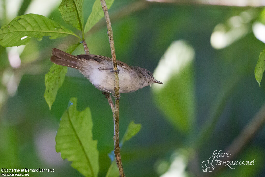 Brown Fulvetta