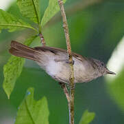 Brown Fulvetta