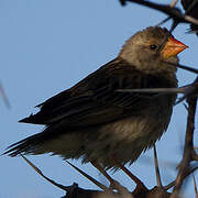 Red-billed Buffalo Weaver