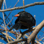 Red-billed Buffalo Weaver