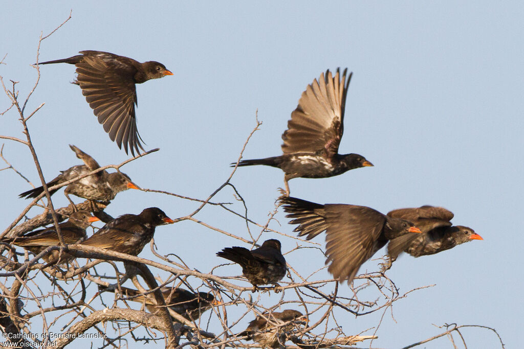 Red-billed Buffalo Weaverimmature, Flight