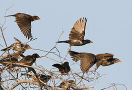 Red-billed Buffalo Weaver