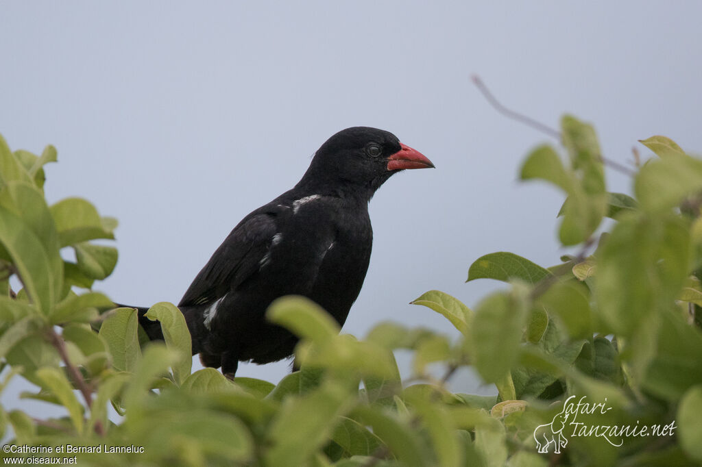 Red-billed Buffalo Weaver