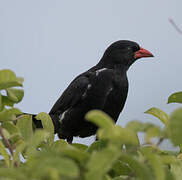 Red-billed Buffalo Weaver