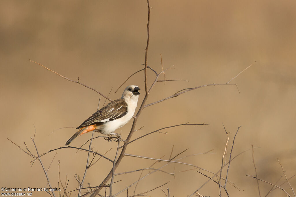 White-headed Buffalo Weaveradult, song