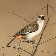 White-headed Buffalo Weaver