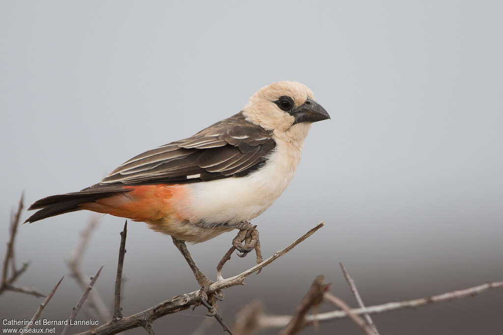 White-headed Buffalo Weaversubadult, identification