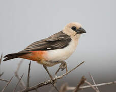 White-headed Buffalo Weaver