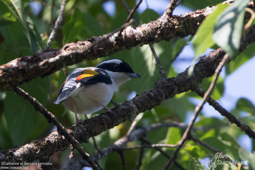 White-browed Shrike-babbler male adult, identification