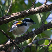 White-browed Shrike-babbler