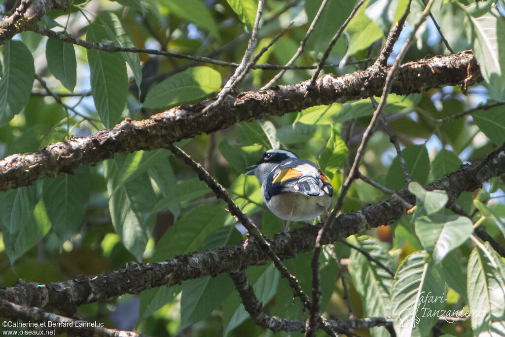 Blyth's Shrike-babbler male adult, identification