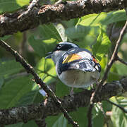 White-browed Shrike-babbler