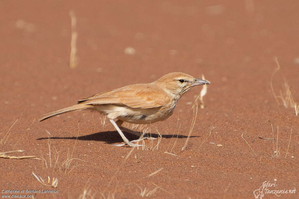 Dune Larkadult, identification