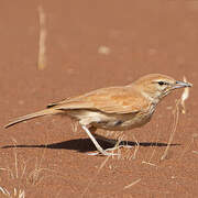 Dune Lark