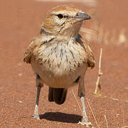 Dune Lark