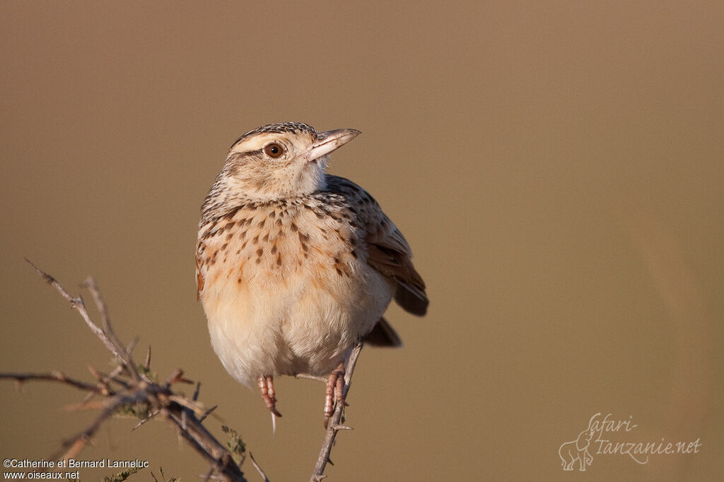 Rufous-naped Larkadult