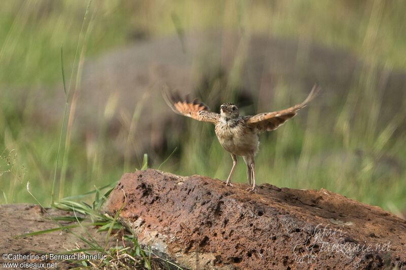 Rufous-naped Lark male adult, courting display, Behaviour