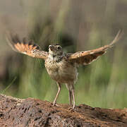 Rufous-naped Lark