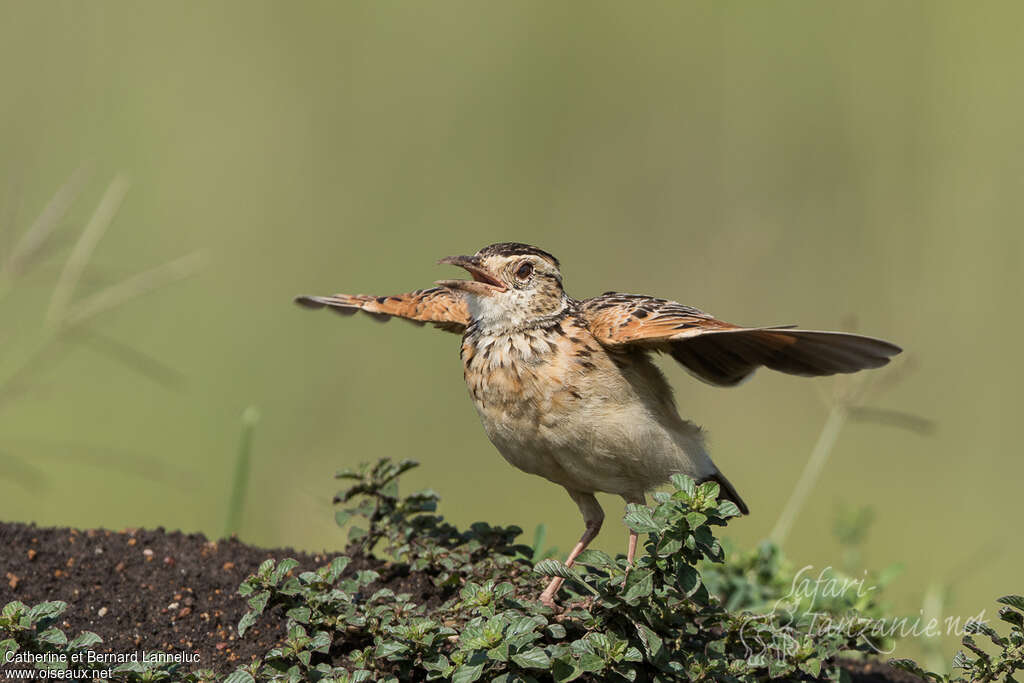 Rufous-naped Lark male adult, courting display, Behaviour