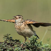 Rufous-naped Lark