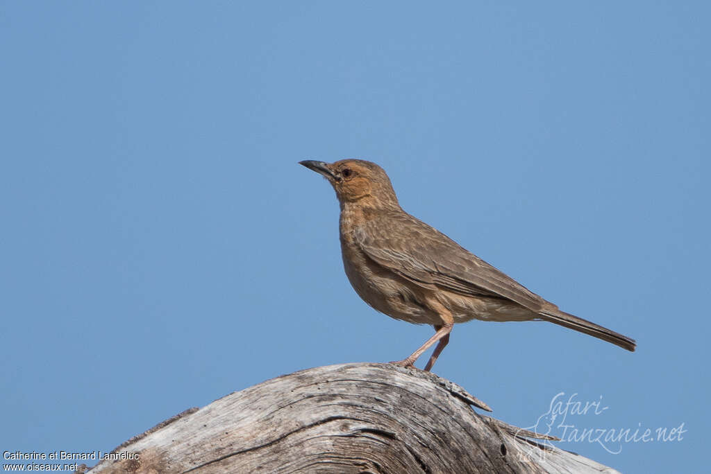 Pink-breasted Larkadult, identification