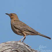 Pink-breasted Lark