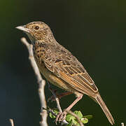 Flappet Lark