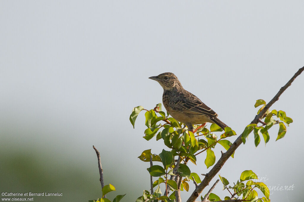 Flappet Lark