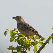 Flappet Lark