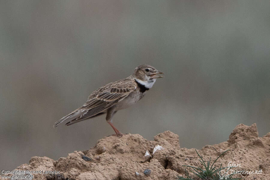 Calandra Lark male adult, song