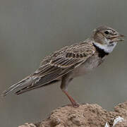 Calandra Lark