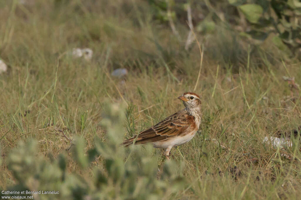 Red-capped Larkadult, habitat
