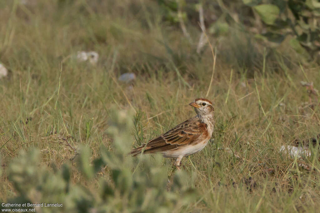 Red-capped Larkadult