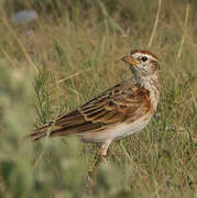 Red-capped Lark