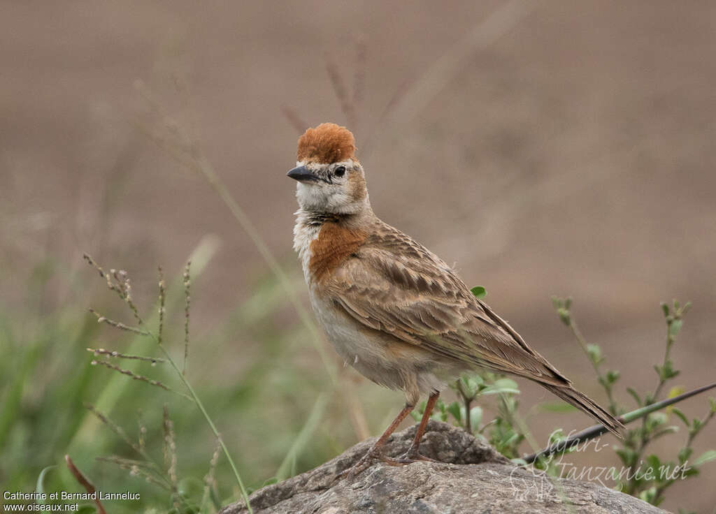 Red-capped Larkadult, identification