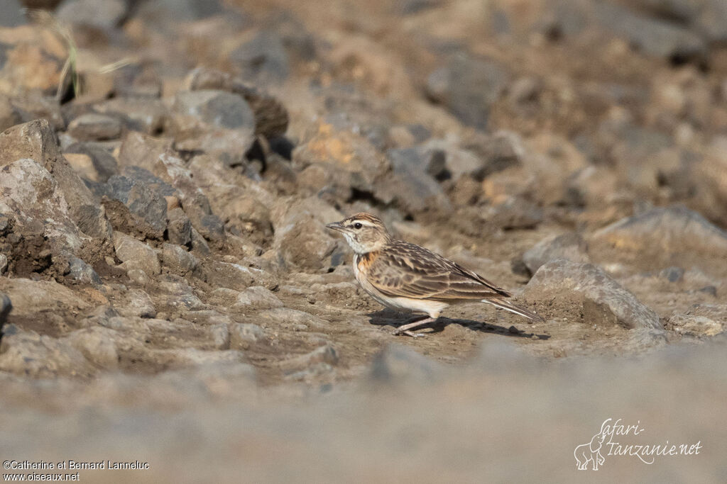 Blanford's Lark (erlangeri)adult