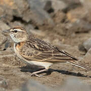 Blanford's Lark (erlangeri)