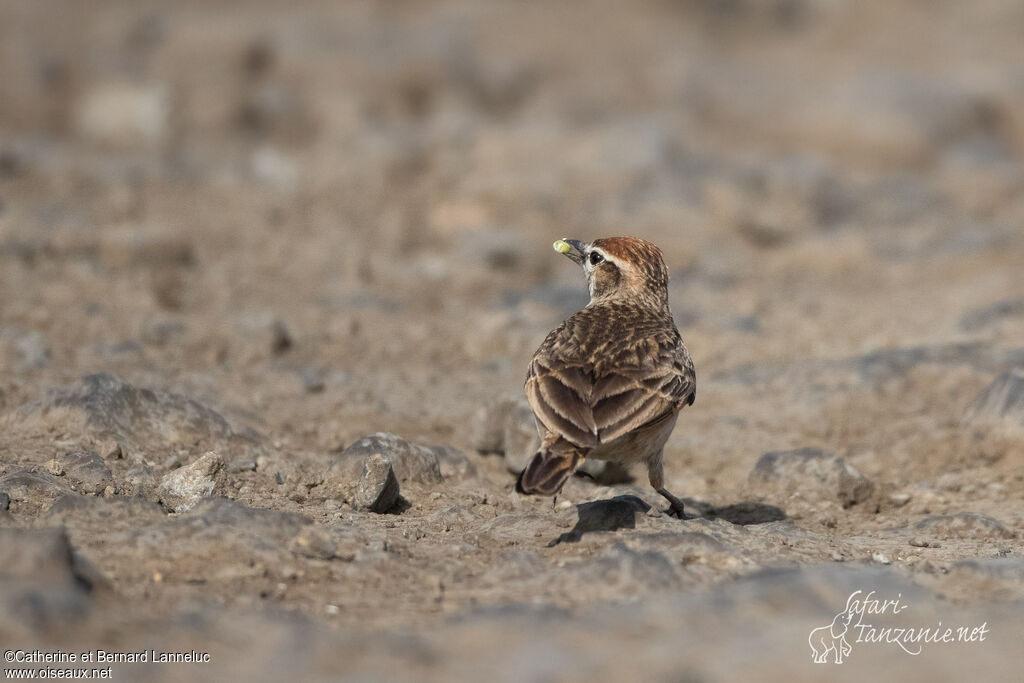 Blanford's Lark (erlangeri), feeding habits