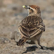 Blanford's Lark (erlangeri)