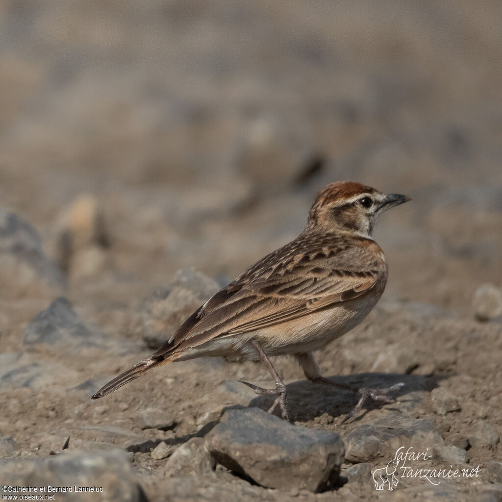 Blanford's Lark (erlangeri)adult, identification