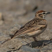 Blanford's Lark (erlangeri)