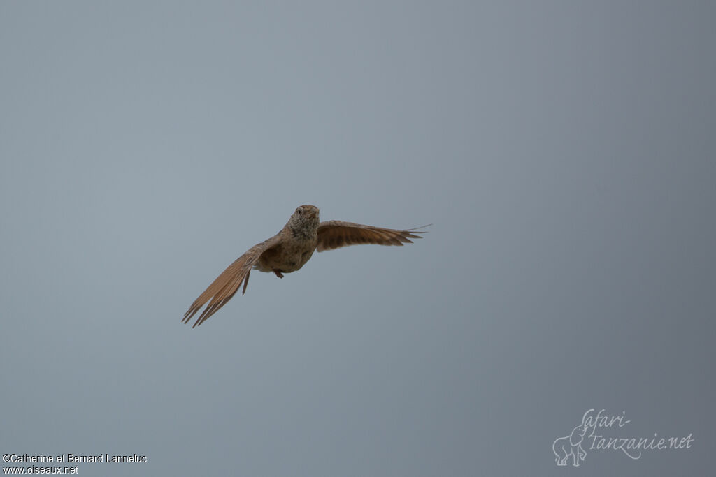 Eastern Clapper Lark, Flight, Behaviour